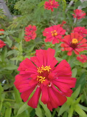 red and yellow dahlia flower
