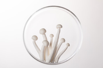 white beech mushroom in petri dish on white background. 