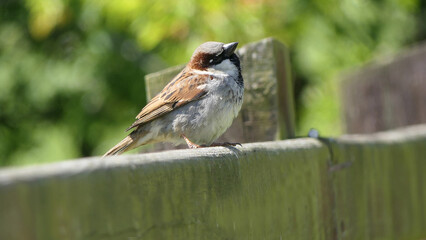 House Sparrow sitting on fence