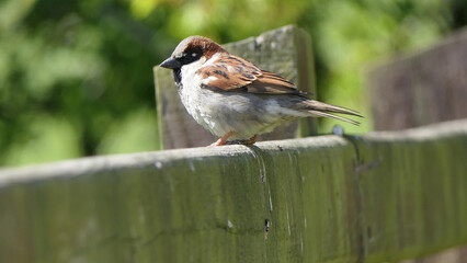 House Sparrow sitting on fence
