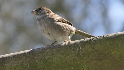 House Sparrow sitting on fence