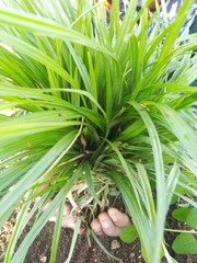 green grass background