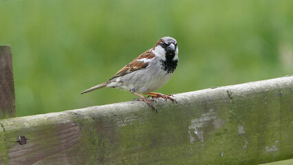 House Sparrow sitting on fence