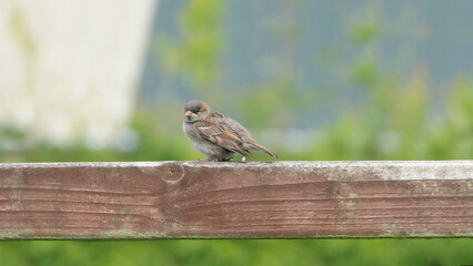House Sparrow sitting on fence