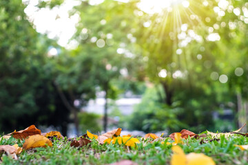 Blur nature bokeh green park many trees in sunset time with flare.