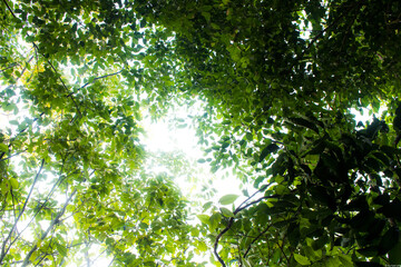 upper leaves in the forest