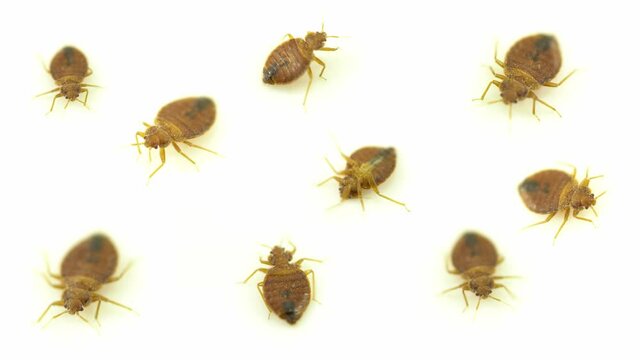 Set of nasty bedbug insect parasites, home infestation extreme macro close up collection. Concept of pest control, expert exterminator house treatments. Extremely annoying insects.