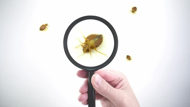 Nasty bedbug insect parasite home infestation extreme macro close up with magnifying glass holding with hand POV inspection. Concept of pest control, expert exterminator house treatments.