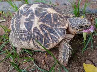 Star turtle in the grass