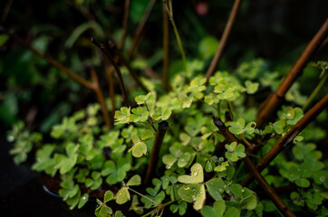 green leaves on the ground