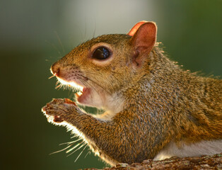 Squirrel opening its mouth to eat a nut
