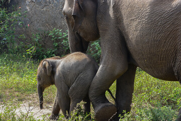 mother and baby elephant