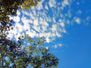 Green tree Sky as background