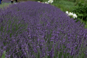 Naklejka na ściany i meble The smell of lavender has a calming effect