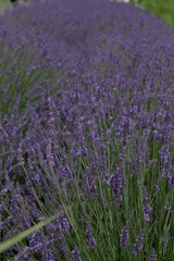 The smell of lavender has a calming effect