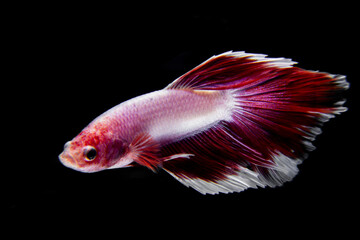 betta fish with red and white color isolated black background