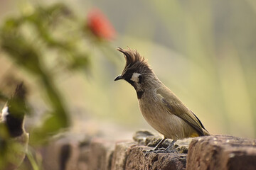 Beautiful photograph of a bird in a garden.