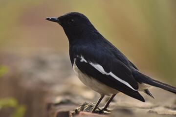 Beautiful photograph of a bird in a garden.