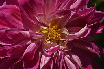A beautiful closeup photograph of flowers.