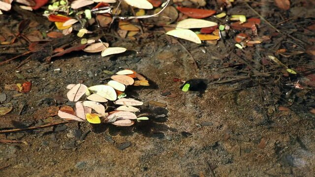 Beautiful and peaceful autumn swamp pond. The leaves of Samanea saman, also known as rain tree, float on the pond water where decaying plant debris sinks. Small fishes swim in clear, shallow water.