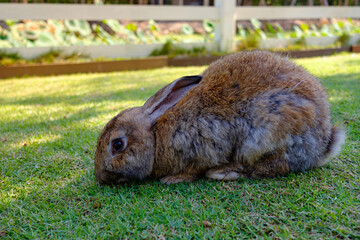 Cute brown and gray rabbit eating grass