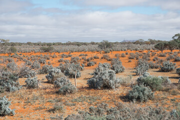 Ausrtalian red soil desert landscape in arid remote area of South Australia