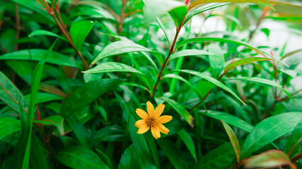 A single yellow flower among the green leaves. 