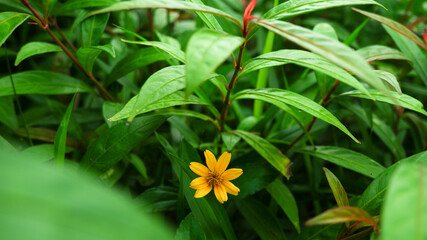 A single yellow flower among the green leaves. 
