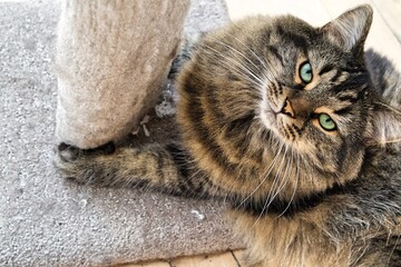 Chat adorable regardant la caméra en tenant son arbre à chat.
