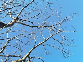 Abstract trees and dry twigs, Color tone.
