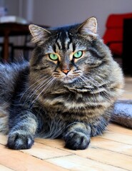 Beau chat étendu sur le plancher, regardant la caméra