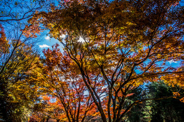 紅葉の隙間に差し込む太陽の光　神戸市立森林植物園
