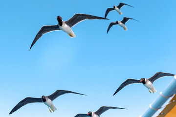 Obraz premium Seagulls are flying
