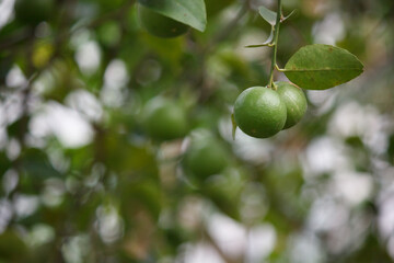 Fresh green lemons in the garden
