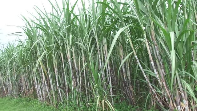 sugar cane with a natural background