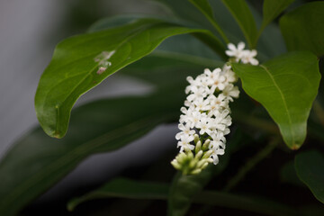 Citharexylum spinosum flowers on a backdrop have a bokeh tree.