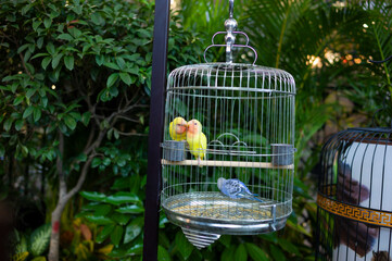 birds in the cage in the garden