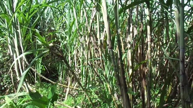 sugar cane with a natural background