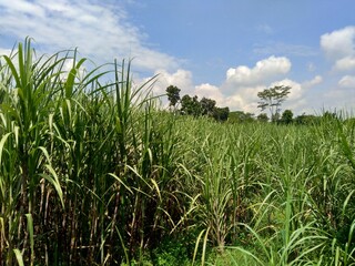sugar cane with a natural background