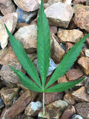 cannabis leaf on pebble stone background.