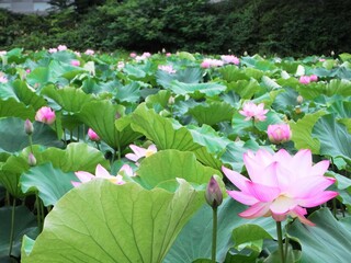 Japanese Lotus flower
 蓮の花