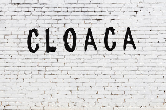 White wall with black paint inscription cloaca on it