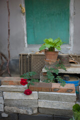 ivy on the wall in front an old windows