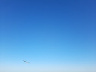 seagull in flight