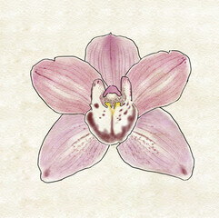 Orquídea, Orchid