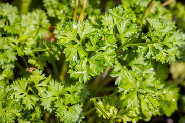 Parsley