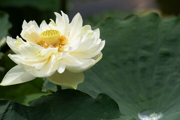 満開の白い蓮の花