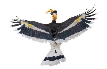 The back of the Great Hornbill flying on a white background
