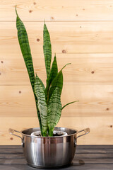 Houseplant succulent Sansevieria in a old pan on a rustic background