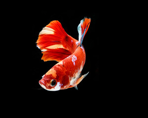 siamese fighting fish isolated